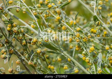 Wermut-grüne graue Blätter mit schönen gelben Blüten. Artemisia absinthium absinthium, Absintholzblüher, Nahaufnahme Makro. Stockfoto