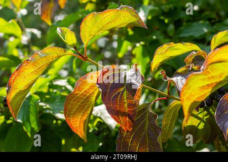 Dogwood Cornus sanguinea , Blatthintergrund, selektiver Fokus. Stockfoto