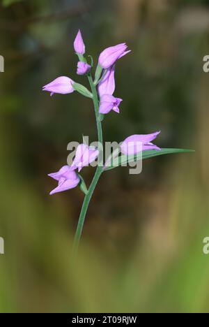 Red Helleborine - Cephalanthera rubra Stockfoto