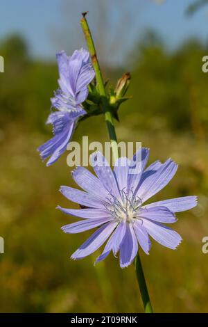 Zarte blaue Zichorienblüten, Pflanzen mit dem lateinischen Namen Cichorium intybus auf einem unscharfen natürlichen Hintergrund, schmale Fokusfläche. Stockfoto