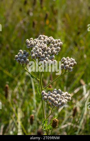 Gemeine Schafgarbe Achillea millefolium weiße Blüten aus der Nähe, floraler Hintergrund grüne Blätter. Heilorganische Naturkräuter, Pflanzenkonzept. Wilder Yarro Stockfoto