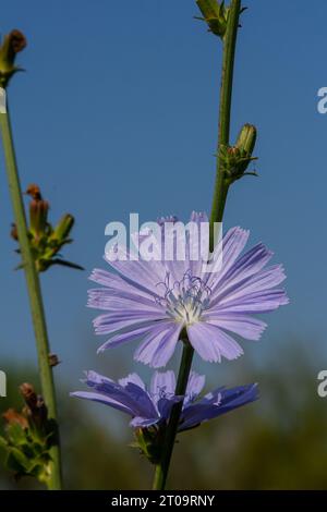 Zarte blaue Zichorienblüten, Pflanzen mit dem lateinischen Namen Cichorium intybus auf einem unscharfen natürlichen Hintergrund, schmale Fokusfläche. Stockfoto