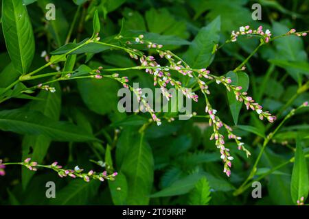 Unkraut Persicaria lapathifolia wächst auf einem Feld unter landwirtschaftlichen Kulturen. Stockfoto