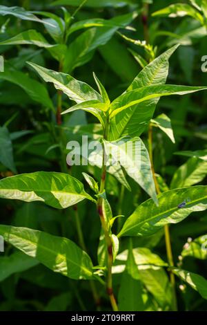 Unkraut Persicaria lapathifolia wächst auf einem Feld unter landwirtschaftlichen Kulturen. Stockfoto