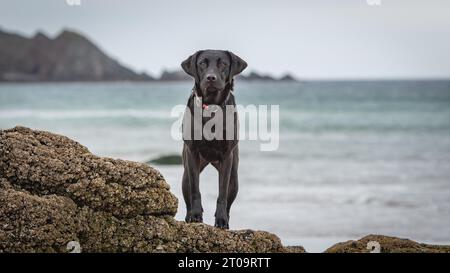 Schwarzer Labrador Retriever Stockfoto