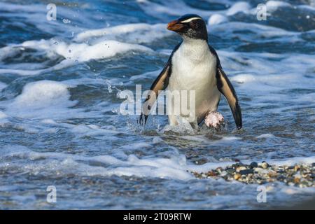 Ein Fiordland Crested Pinguin - Eudyptes pachyrhynchus, der durch die Brandung plätschert, während er durch das flache Wasser zum Strand waten. Neuseeland. Stockfoto
