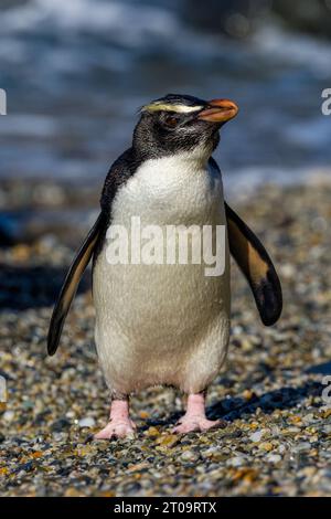 Fiordland Crested Pinguin - Eudyptes pachyrhynchus - Porträt, wie es aufrecht an einem Kieselstrand mit seinen großen rosa Webfüßen und Flossen steht. Stockfoto