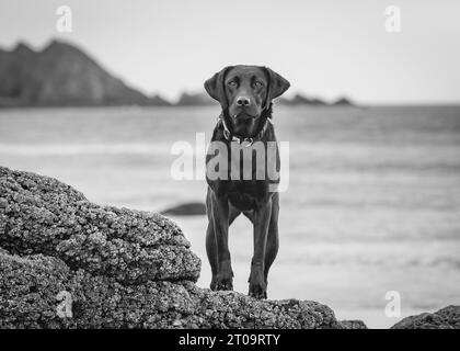 Schwarzer Labrador Retriever Stockfoto