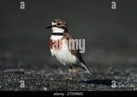 Doppelbändiger Plover - Charadrius bicinctus - hält an und steht perfekt still, um auf Bewegung von Wirbellosen an einem Strand in Neuseeland zu achten Stockfoto