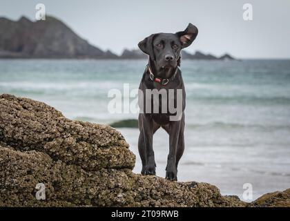 Schwarzer Labrador Retriever Stockfoto