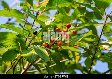 Zweigniederlassungen von FRANGULA ALNUS mit schwarzen und roten Beeren. Früchte der FRANGULA ALNUS. Stockfoto