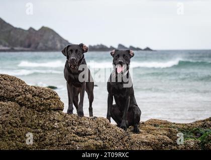 Schwarzer Labrador Retriever Stockfoto