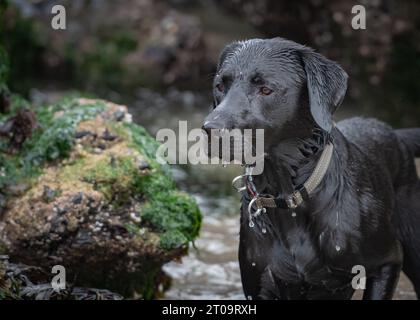 Schwarzer Labrador Retriever Stockfoto