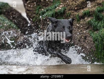 Schwarzer Labrador Retriever Stockfoto