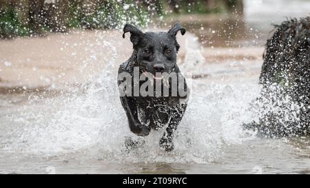 Schwarzer Labrador Retriever Stockfoto