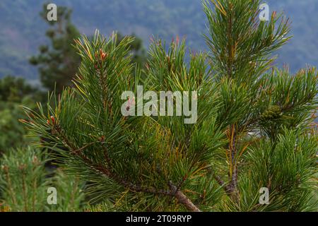 Nahaufnahme an Kiefernzweig mit männlichem und weiblichem Kegel. Stockfoto