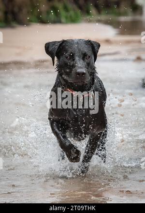 Schwarzer Labrador Retriever Stockfoto