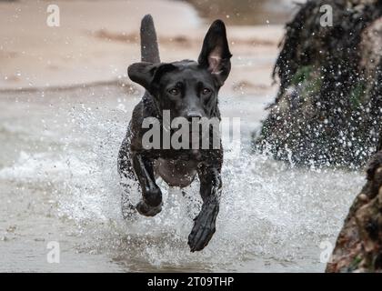 Schwarzer Labrador Retriever Stockfoto