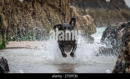 Schwarzer Labrador Retriever Stockfoto