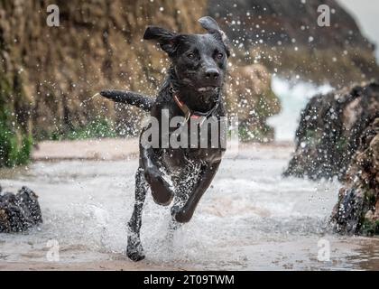 Schwarzer Labrador Retriever Stockfoto