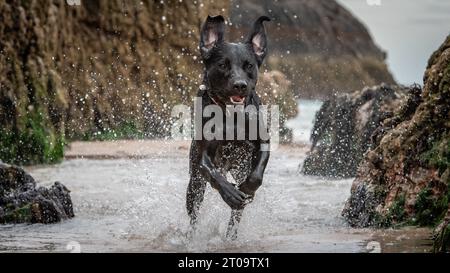 Schwarzer Labrador Retriever Stockfoto