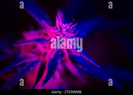 Blühende Cannabisknospe mit violettem Rosa auf schwarzem Hintergrund. Trichome und Haare der Marihuana-Knospenblüte in lila Licht. Medizinisches Cannabisanbaukonzept Stockfoto