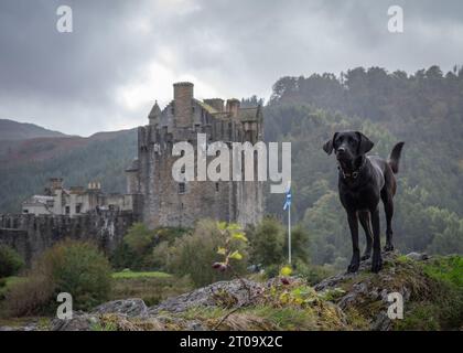 Schwarzer Labrador Retriever Stockfoto