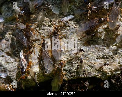 Gelbe Wiesenameise (Lasius flavus) geflügelte männliche Alates und größere weibliche Alates oder Königinnen, die sich an einem warmen Sommertag an einer Steinmauer zum Fliegen versammeln Stockfoto