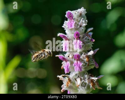 Wollkraut-Biene (Anthidium manicatum), die in der Nähe eines Lammohrs (Stachys byzantina) schwebt, während sie ihr Territorium in einem Gartenbeet, Vereinigtes Königreich, patrouilliert. Stockfoto