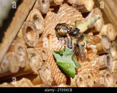 Eine Holzschnitzerbiene Blattschneiderbiene (Megachile ligniseca), die eine andere angreift, mit der sie um eine Nesthöhle in einem Insektenhotel in Großbritannien konkurriert. Stockfoto