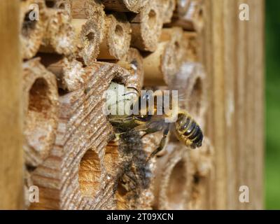 Eine Holzschnitzerei-Biene (Megachile ligniseca) entfernt die Überreste eines alten Blattschneiderbienennestes in einem Insektenhotel, bevor sie ihr eigenes Großbritannien baute. Stockfoto