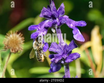 Holzschnitzerei Blattschneider Biene (Megachile ligniseca) weibliche Nektarei aus Salvia Flowers, Wiltshire Garden, Großbritannien, Juli. Stockfoto