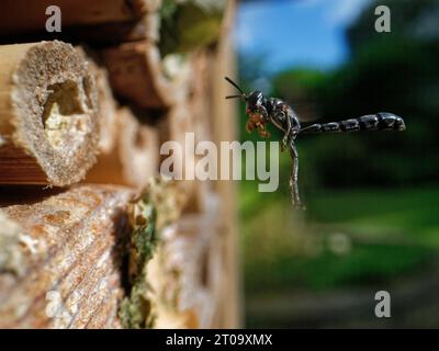 Clubgehörnte Holzbohrer-Wespe (Trypoxylon clavicerum), die in einem Insektenhotel mit einer Kugel Schlamm zum Abdichten des Nestes in Wiltshire, Großbritannien, zu ihrem Nest fliegt. Stockfoto