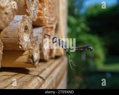 Clubgehörnte Holzbohrwespe (Trypoxylon clavicerum), die im Juni in einem Insektenhotel in Wiltshire, Großbritannien, zu ihrem Nest fliegt. Stockfoto