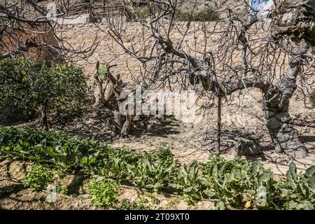Orihuela, Alicante, Spanien, 12. August 2023: Das Miguel Hernandez House Museum in Orihuela City Stockfoto