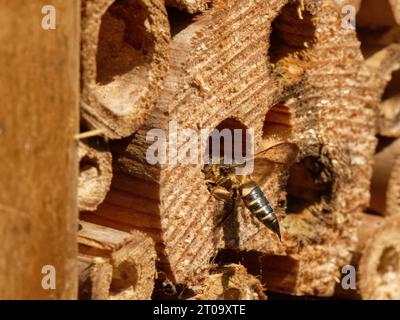 Glänzend belüftete scharfe Schwanzbiene / Kuckuckbiene (Coelioxys inermis) Besuch eines Insektenhotels, in einem Wirt-Leafcutter-Bienennest, um es zu parasitieren, Großbritannien. Stockfoto