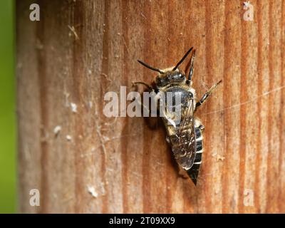 Glänzend belüftete scharfe Schwanzbiene / Kuckuckbiene (Coelioxys inermis), die auf einem Insektenhotel in der Nähe von Leafcutter Bienennestern, die diese Biene parasitiert, liegt, Großbritannien. Stockfoto