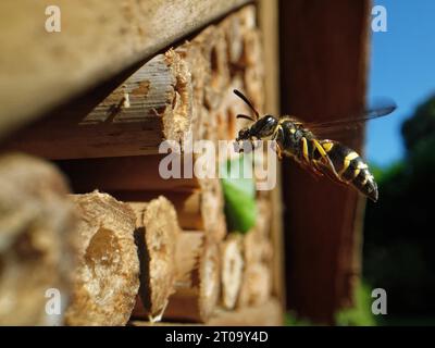 Mauerwespe / Töpferwespe (Ancistrocerus sp.) Fliegen zu seinem Nestloch in einem Insektenhotel mit einem Schlammkugel im Kiefer, um eine Nestzelle mit Großbritannien zu versiegeln. Stockfoto