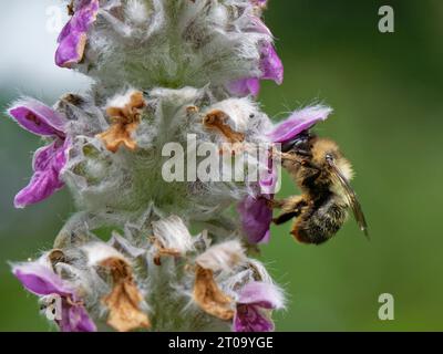 Gabelschwanzblumenbiene (Anthophora furcata) Weibchen, die Lamb’s Ohr (Stachys byzantina) besucht, Blumen in einem Gartenblumenbeet, Wiltshire, Großbritannien, Juli. Stockfoto