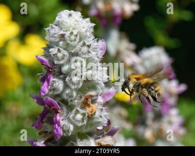 Gemeine Carderbiene (Bombus pascuorum), die zum Lammohr (Stachys byzantina) fliegt, blüht in einem Gartenbeet nach Nectar, Wiltshire, Großbritannien, Juli. Stockfoto