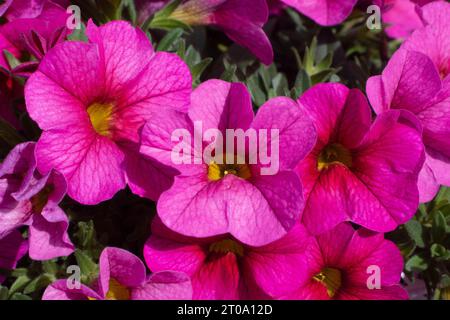 Flores de Jardín, Petunien Stockfoto