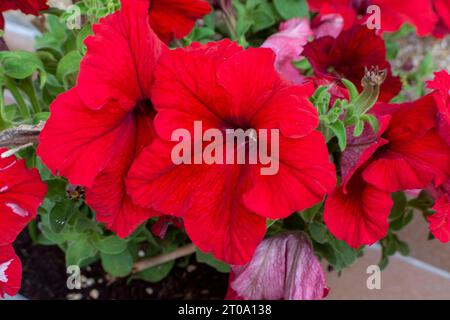Flores de Jardín petunias rojas Stockfoto