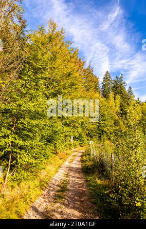 Schöne Herbstwanderung durch den Sternengrund zwischen Zella-Mehlis und Oberhof im Thüringer Wald - Thüringen - Deutschland Stockfoto