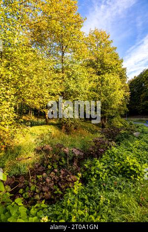 Schöne Herbstwanderung durch den Sternengrund zwischen Zella-Mehlis und Oberhof im Thüringer Wald - Thüringen - Deutschland Stockfoto