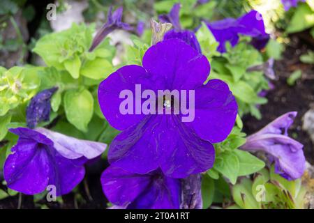 Flores de Jardín, Petunia lila Stockfoto