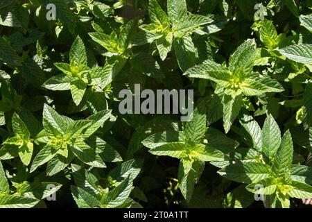 Menta de Jardín Stockfoto
