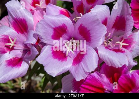 Flores de Jardín, Flor de Geranio rosa Stockfoto