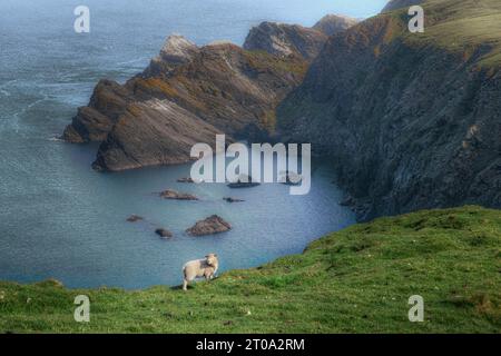 Die dramatische Küste der Hermaness auf Unst, Shetland Islands. Stockfoto