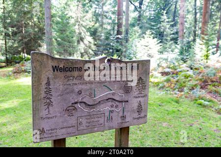 Tall Trees Walk Trail im New Forest National Park in der Nähe von Brockenhurst, Hampshire, England, Großbritannien Stockfoto