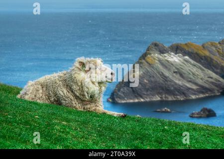 Die dramatische Küste der Hermaness auf Unst, Shetland Islands. Stockfoto